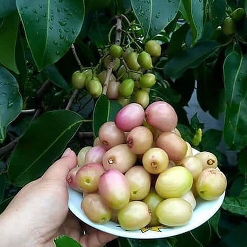 White Jamun Plant