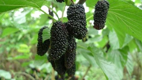 High Quality Hybrid Black Raspberry Fruit Seeds