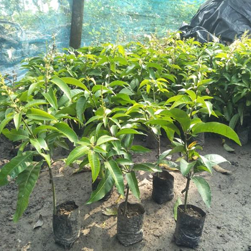 Baramati Sweet Mango Plant