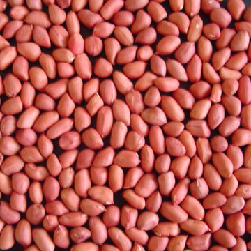 Normal Groundnut Peanuts Seed
