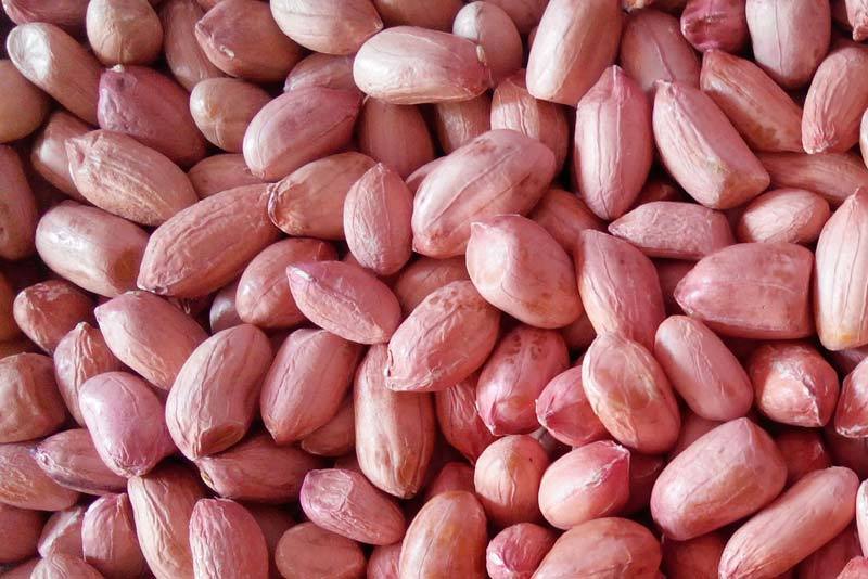 Normal Groundnut Peanuts Seed