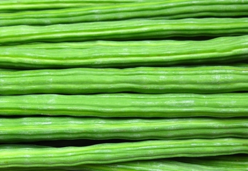 Organic Drumsticks Origin: India