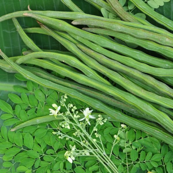 Organic Drumsticks Origin: India