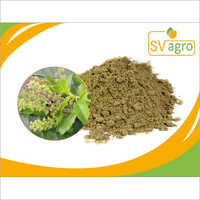 हर्ब्स पाउडर होली बेसिल एक्सट्रेक्ट