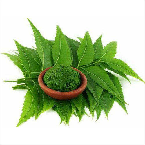 Herbs Powder Holy Basil Extract