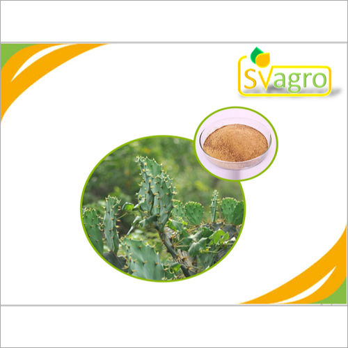 Herbs Powder Cactus Extract