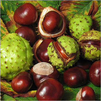 Horse Chestnut Extract