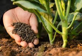Organic Fertilizer - All-Natural Plant Nutrient Blend, Enhances Soil Health and Boosts Growth
