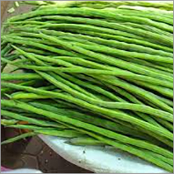 Fresh Drumstick - Natural Shape, Organic Source of Oleic Acid for Heart Health, Blood Sugar Regulation, and Stomach Relief