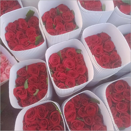 ताजा लाल गुलाब