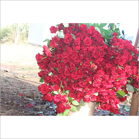 लाल गुलाब का गुच्छा