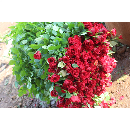 मूल लाल गुलाब