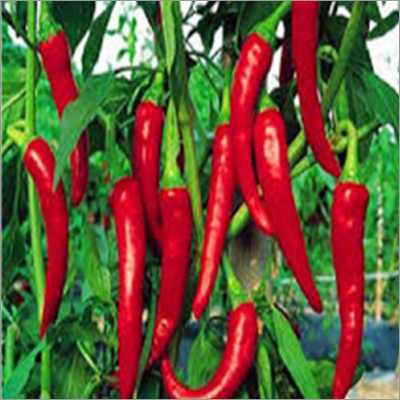 Red Chilli