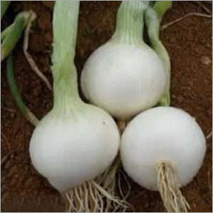 Fresh White Onion - Natural Shape | Superior Quality, Versatile Culinary Use, Freshness Guaranteed