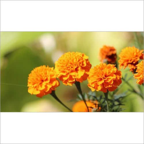 Lutein 5% 10% 20% Marigold Extract