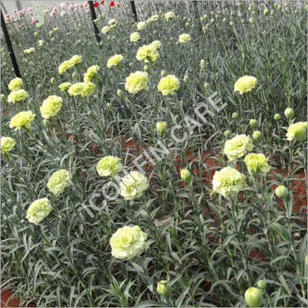 प्रोजेक्ट फाइनेंस सेवाएँ