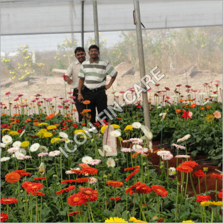 कार्नेशन फ्लॉवर प्रोजेक्ट