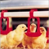 Broilers Floor Watering System 