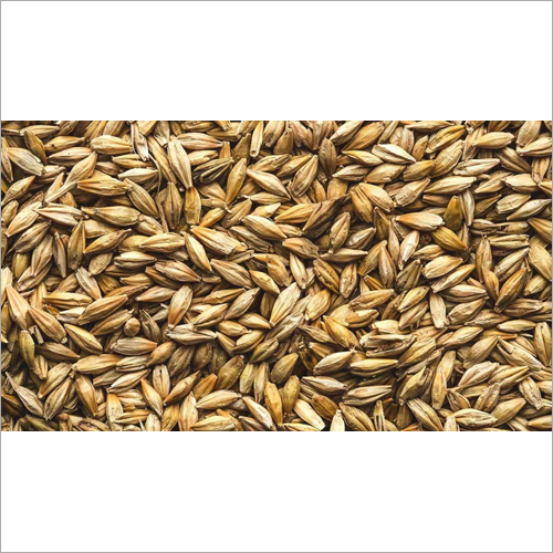 Natural Barley - Medium Grain Size, Irregular Shape | 14% Moisture Content, Bulk Packaging, 12 Months Shelf Life