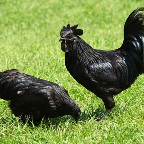 Kadaknath Chicken