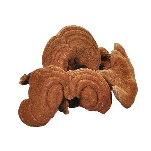 Chinese Herbal Ganoderma Lucidum Health Benefits Reishi Mushroom Lingzhi