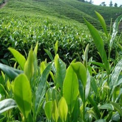 Dried Reishi Mushroom, Natural Ganoderma Lucidum Slice