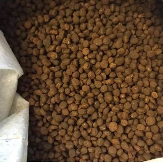 High Quality Gmp Factory Provide Wholesale Price Spot Supply Panax Ginseng Seeds For Plant