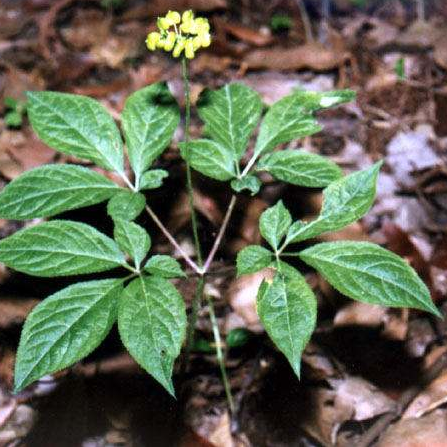 High Quality Gmp Factory Provide Wholesale Price Spot Supply Panax Ginseng Seeds For Plant