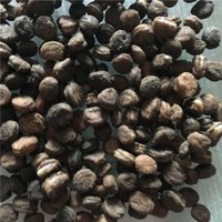 40 Genuine Korean Panax Ginseng Seeds – Stratified, Grow Your Own Root