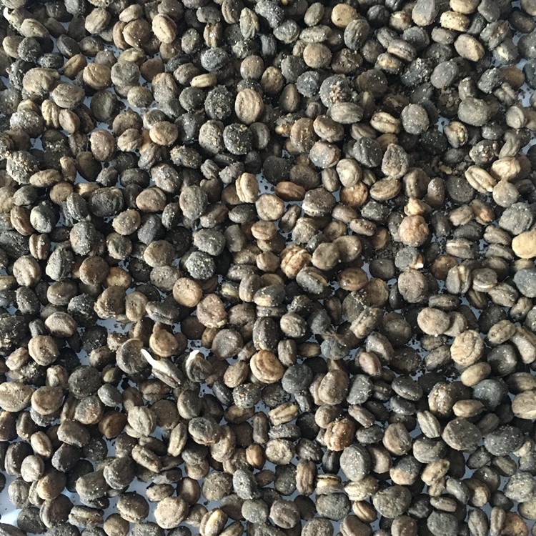 Stratified Hardy Panax Ginseng Seeds Korea Ginseng Seeds at Best Price in  Beijing | Century Business Technology Co., Ltd.