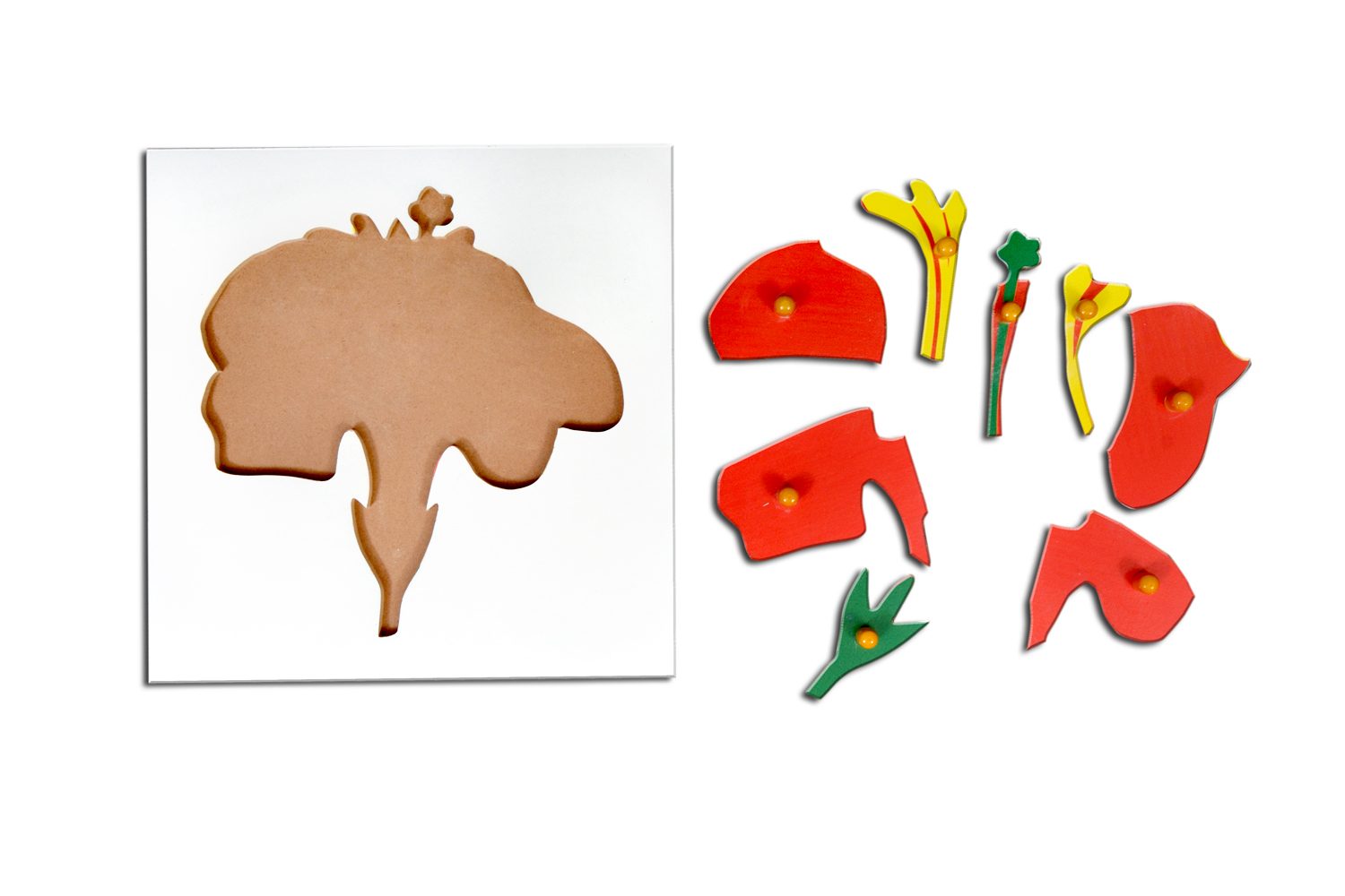 Kidken Flower Puzzle - Wooden 24x24 Cm Red | Montessori Learning Aid For Botany With Knobs For Fine Motor Skills Development