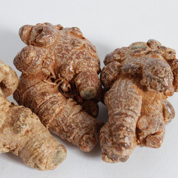 San Qi Medicine Sanchi Gmp Factory High Quality Natural Notoginseng Root