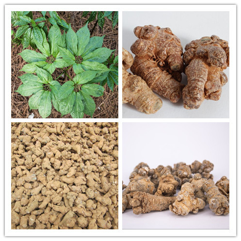 San Qi Medicine Sanchi Gmp Factory High Quality Natural Notoginseng Root