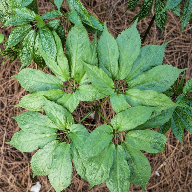 San Qi Medicine Sanchi Gmp Factory High Quality Natural Notoginseng Root