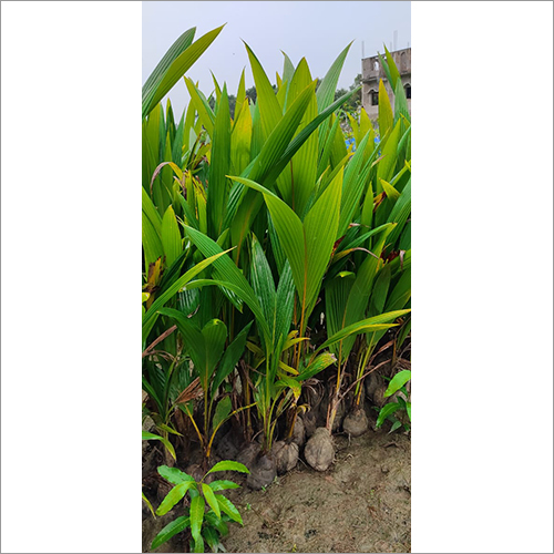 Hybreed Coconut Plant