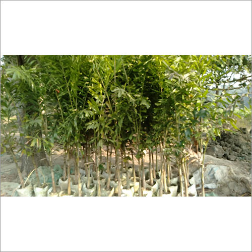 Hybreed Foxtail Palm Plant