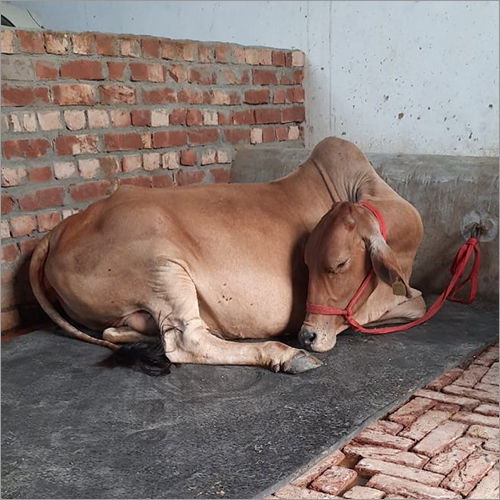 Red Brown Indian Sahiwal Cow