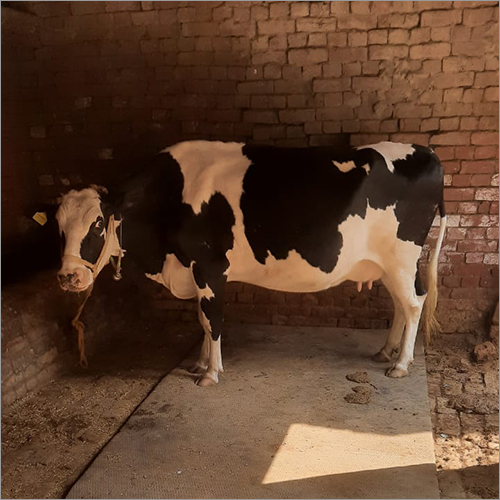 सफेद और काली डेयरी मिल्किंग एचएफ गाय