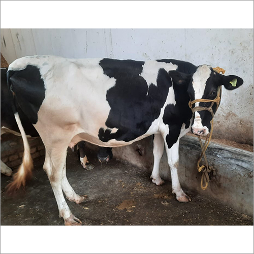 काला और सफेद पशुधन एचएफ गाय