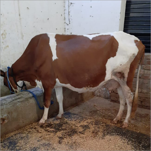 आर्टशायर गाय