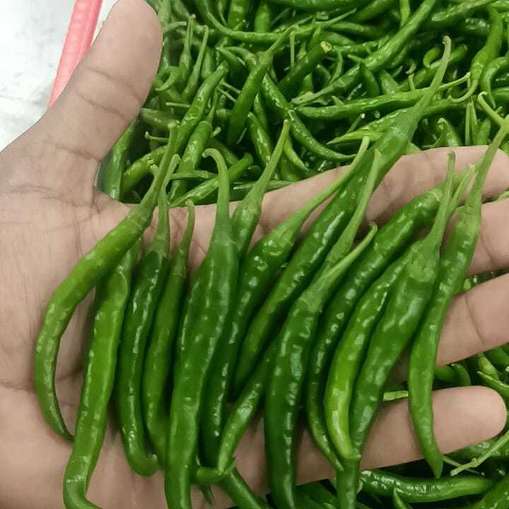 Green Chillies - Fresh Green Color | Shelf Life: 20 Days