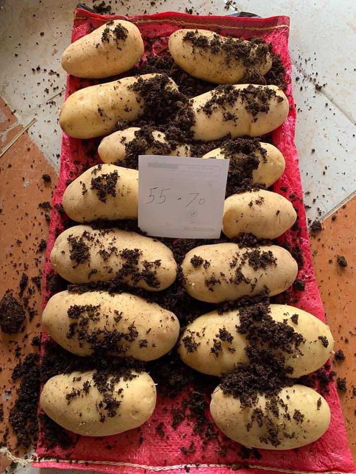 Sponta Potato Shelf Life: Month Months