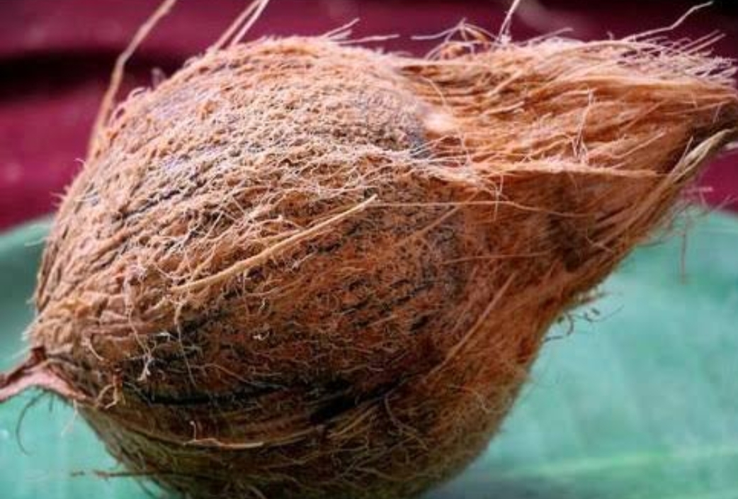 Husked Coconut - 600kg, Sweet Glutinous Variety With 3-month Shelf Life | Versatile For Culinary Uses, Perfect For Desserts And Snacks