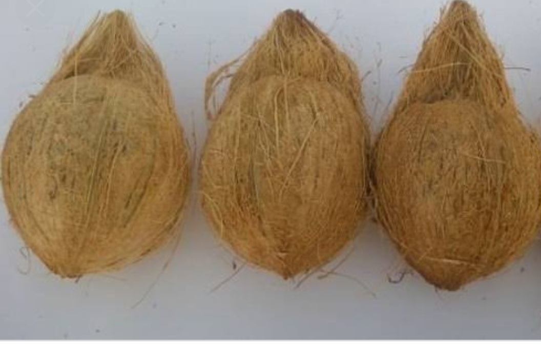 Husked Coconut - 600kg, Sweet Glutinous Variety With 3-month Shelf Life | Versatile For Culinary Uses, Perfect For Desserts And Snacks