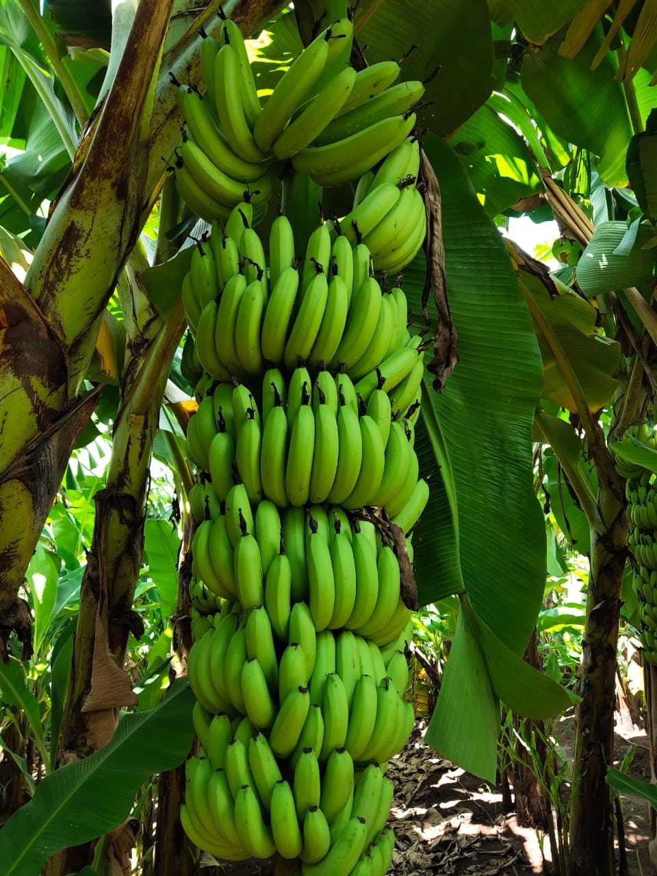 Cavendish Banana - Sweet Flavor, 1 Month Shelf Life | Open Air Cultivation, Indian Origin, Naturally Grown Bananas