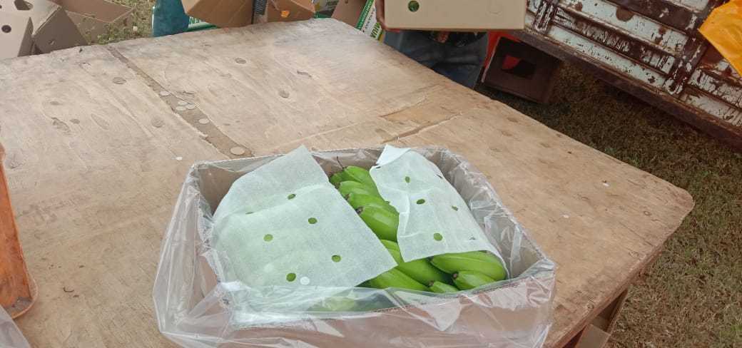 Cavendish Banana - Sweet Flavor, 1 Month Shelf Life | Open Air Cultivation, Indian Origin, Naturally Grown Bananas