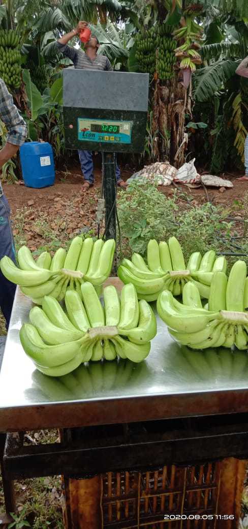 Cavendish Banana - Sweet Flavor, 1 Month Shelf Life | Open Air Cultivation, Indian Origin, Naturally Grown Bananas