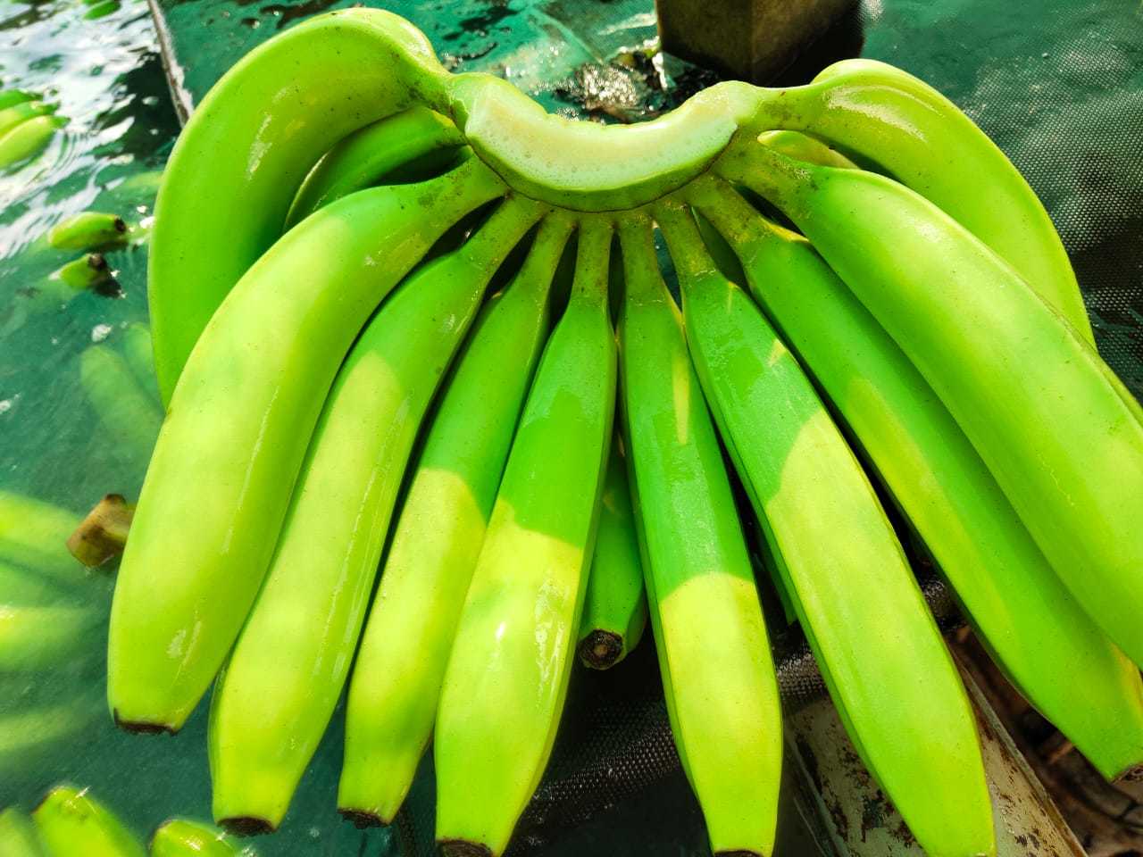 Cavendish Banana - Sweet Flavor, 1 Month Shelf Life | Open Air Cultivation, Indian Origin, Naturally Grown Bananas