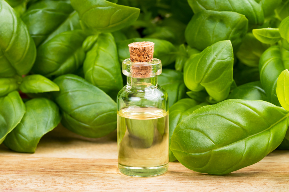 Basil Oil - Pure Essential Oil Extract From Ocimum Basilicum Leaves | Rich In Omega-3, Antioxidants, Iron, Calcium, Vitamin C & K, Aromatic Odour, Colorless Liquid, All Age Group Usage