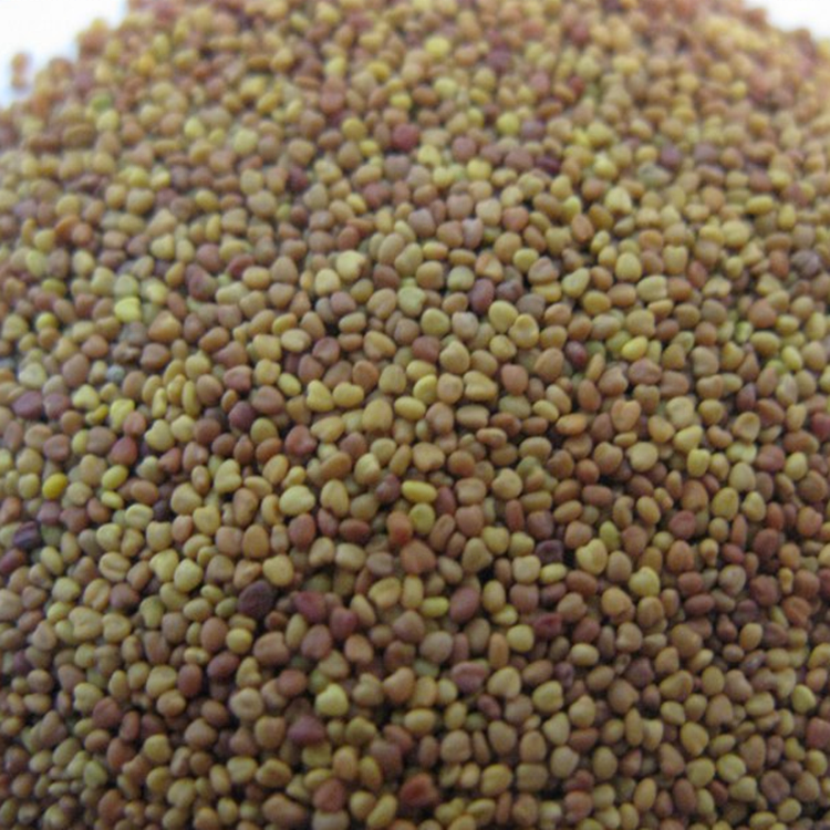 High Germiantion Clover Seed Trifolium Repens L Seeds For Growing